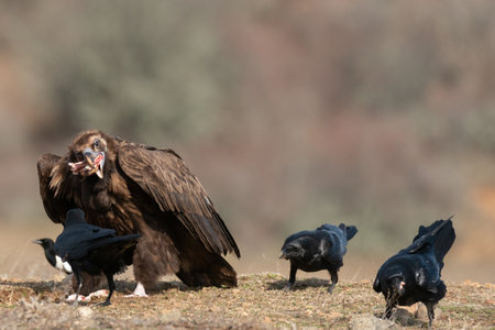 Cinereous vulture Aegypius monachus and the Raven Corvus corax in wild.の写真素材