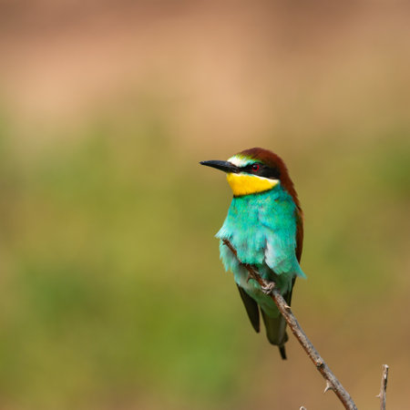 European bee eater Merops apiaster sits on a branch.の写真素材
