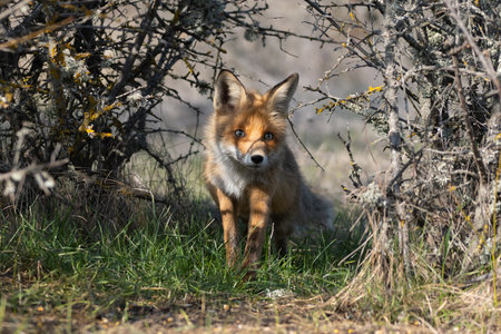 Red fox Vulpes vulpes in the habitat.