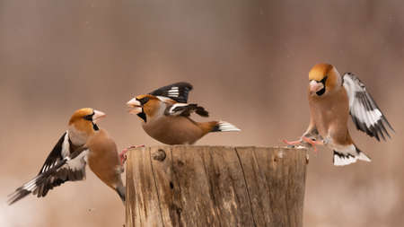 Hawfinch Coccothraustes coccothraustes. Songbirds fight on the feeder for food in winter.の写真素材
