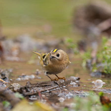 Bird Goldcrest Regulus regulus in the wild.の写真素材