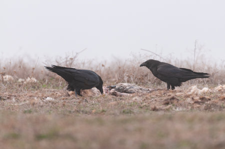 Bird black raven in the wild. Corvus corax.の写真素材