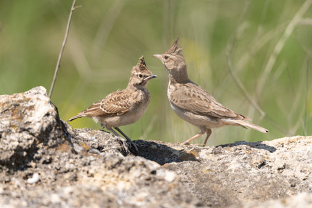 Two Crested lark Galerida cristata in natural habitat.の写真素材