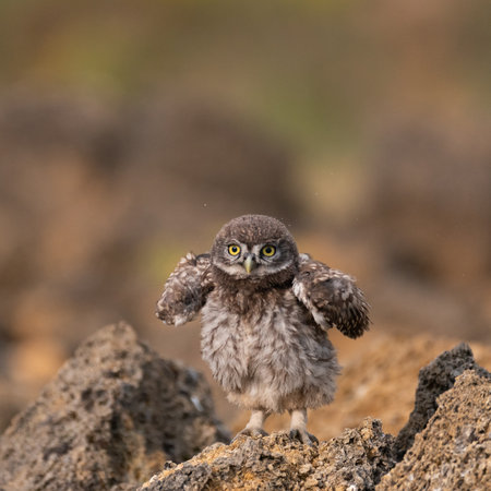 Little owl Athena Noctua stands on a rock.の写真素材