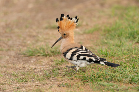 Eurasia Hoopoe or Common Hoopoe Upupa epops.の写真素材