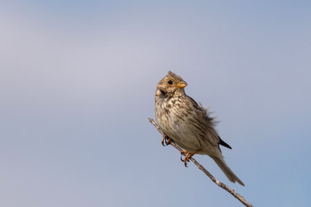 Corn bunting Miliaria calandra sitting on a branch.