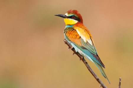 European bee eater Merops apiaster sits on a branch.