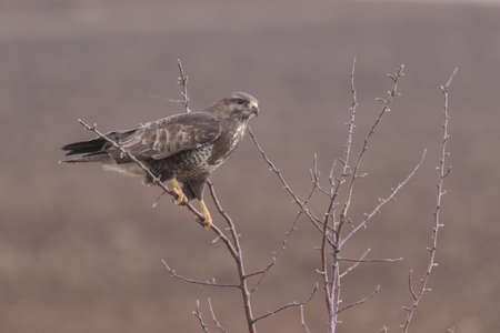Common buzzard buteo buteo, in the wild.の写真素材