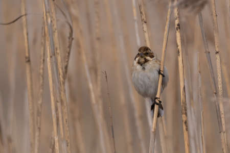 The male of the Reed Bunting, Emberiza schoeniclus.の写真素材