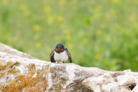 Bird Barn Swallow Hirundo rustica in the wild.の写真素材