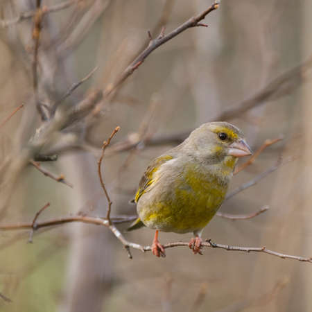 European greenfinch sits on a branch. Chloris chloride or common greenfinch.の写真素材