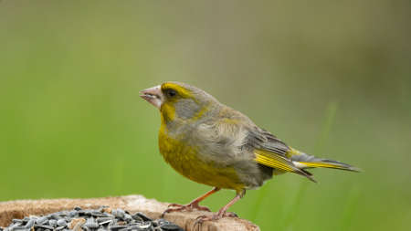 European greenfinch Chloris chloride or common greenfinch is a small songbird.の写真素材