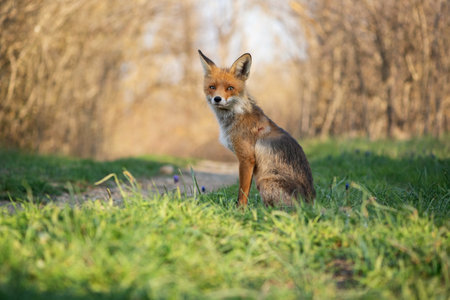 Red fox in the wild. Vulpes vulpes.の写真素材