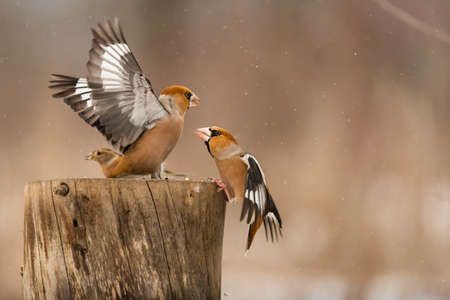 Hawfinch Coccothraustes coccothraustes. Songbirds fight on the feeder for food in winter.の写真素材