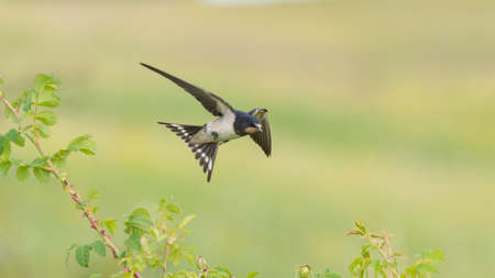 Bird Barn Swallow Hirundo rustica in flight.の写真素材