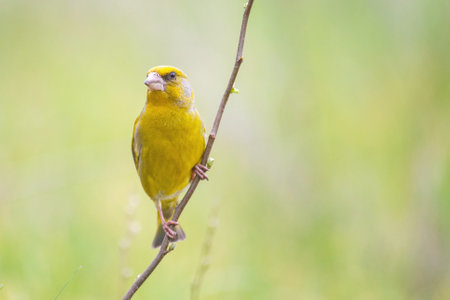 Male Greenfinch Carduelis chloris. Greenfinch sits on branch.の写真素材