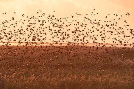 Common starling Sturnus vulgaris. large flock of birds in the sky form an abstract pattern.の写真素材