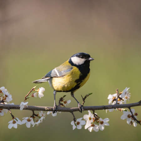 Great Tit, Parus major, sitting on a flowering tree.