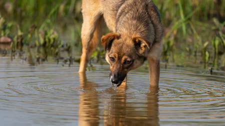 Dog drinking water in river pond, animals and nature.の写真素材