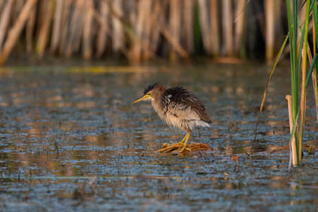 Little bittern male Ixobrychus minutus, in the wild.