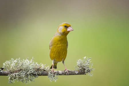 European Greenfinch Carduelis chloris. Greenfinch sits on branch.の写真素材