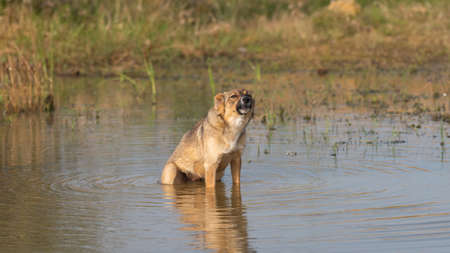 A dog sits in the water in a river pond, animals and nature.の写真素材