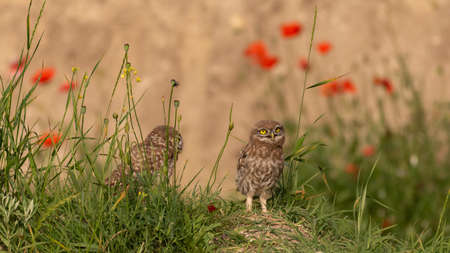 Two Young little owl Athene noctua, stands in the grass.の写真素材