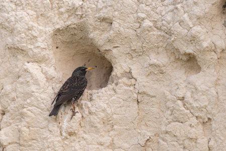 Common Starling Sturnus vulgaris bird in the natural habitat.の写真素材
