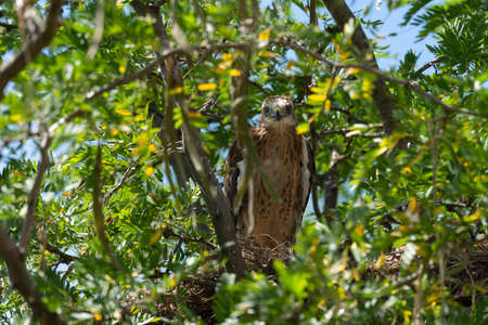 Long-legged Buzzard Buteo rufinus. Baby bird in the nest.
