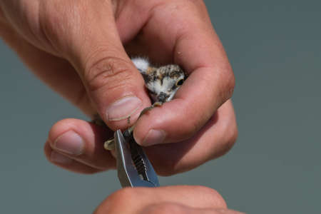 Bird banding by ornithologists during their migration.の写真素材