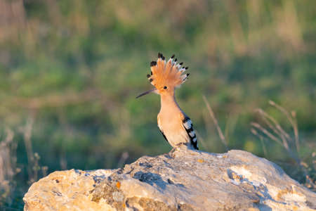 Bird Hoopoe Upupa epops, in the wild.の写真素材