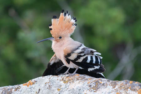 Bird Hoopoe Upupa epops, in the wild.の写真素材