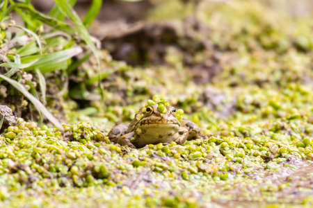 European Marsh Frog Pelophylax ridibundus, hiding in lemna.