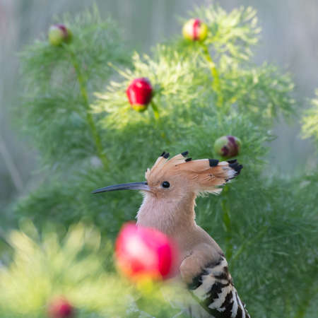 Bird Hoopoe Upupa epops, in the wild.の写真素材