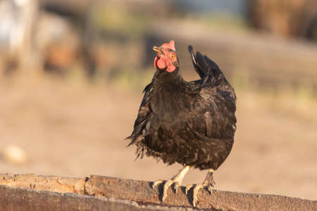 Portrait domestic hen with red crest on head. Chicken poultry.