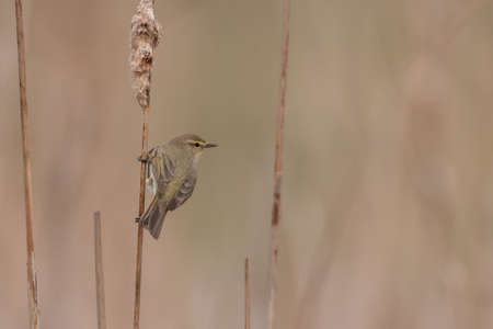 Common Chiffchaff on cane, phylloscopus collybita. In the wild.