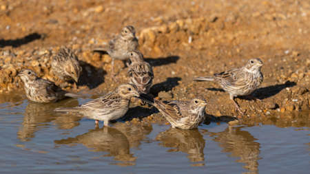 Corn Bunting Miliaria calandra. Birds drinks water.