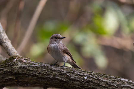 Spotted flycatcher Muscicapa striata in natural habitat.