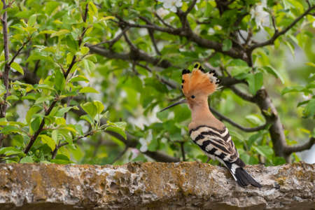 A Hoopoe Upupa epops, in the wild.