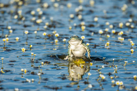 European Marsh Frog Pelophylax ridibundus. In the wild.の写真素材
