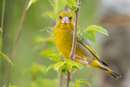 European Greenfinch Carduelis chloris. Greenfinch sits on branch.の写真素材