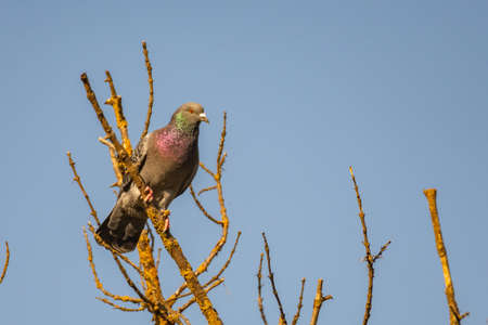 Rock Pigeon, Columba livia, on a branch, in the wild.の写真素材