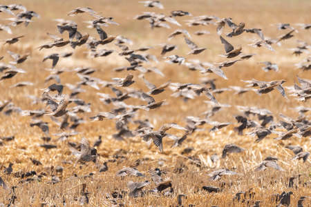 A flock of common starling birds Sturnus vulgaris flight above a meadow.の写真素材