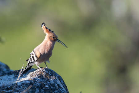 Bird Hoopoe Upupa epops, in the wild.の写真素材