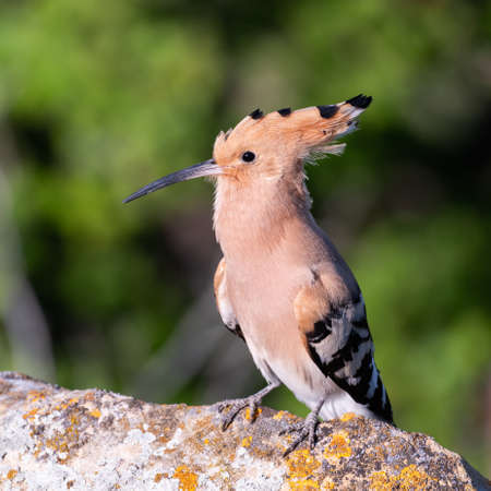 Bird Hoopoe Upupa epops, in the wild.の写真素材