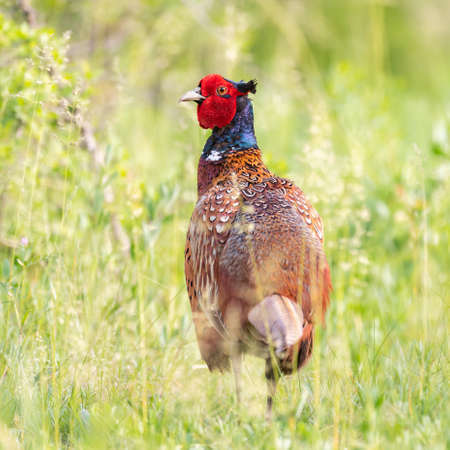 Birds Common pheasant Phasianus colchicus. Close up.
