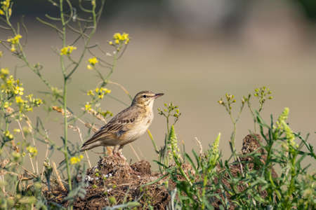 Tawny pipit, Anthus campestris, single bird in the wild.の写真素材