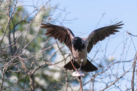Birds Hooded Crow Corvus cornix. With open wings, holding lard in his paws