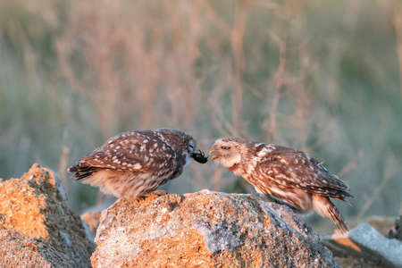 Little owl in natural habitat. Athene noctua. Owl feeds its owlet.の写真素材