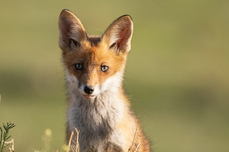 Portrait of a red fox cub Vulpes vulpes in the wild.の写真素材